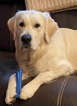 Keeper at 18 months old, 2022